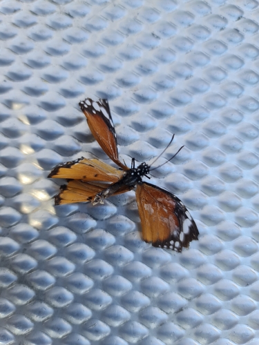 Plain Tiger Butterfly