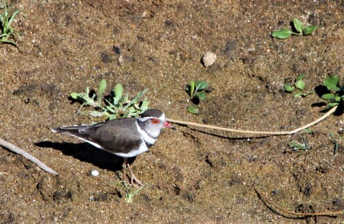 iNaturalist: (c) Joaquín Ugarte, some rights reserved (CC BY-NC), uploaded by Joaquín Ugarte iNaturalist image