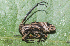 Sthenias tonkineus
