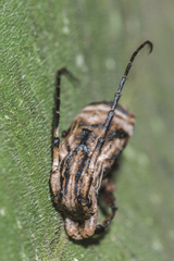 Sthenias tonkineus