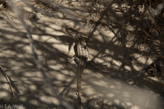 Sceloporus graciosus graciosus