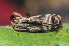 Sthenias tonkineus