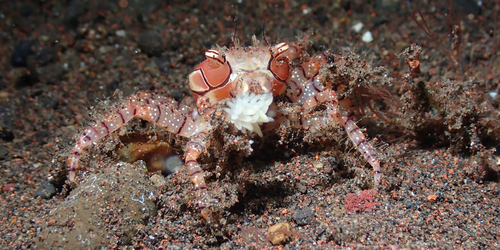Lybia tessellata observed 2026-07-16