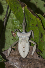 Prionolomia