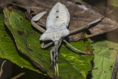 Prionolomia