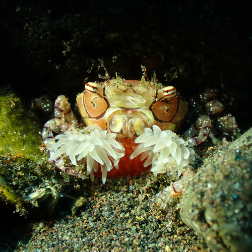Lybia tessellata observed 2026-07-16