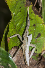 Prionolomia