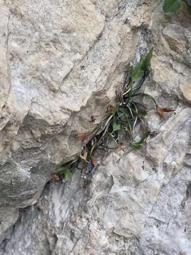 Asplenium seelosii, 2026-07-15