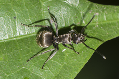 Polyrhachis proxima