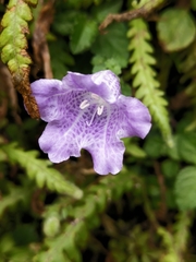 Strobilanthes rankanensis