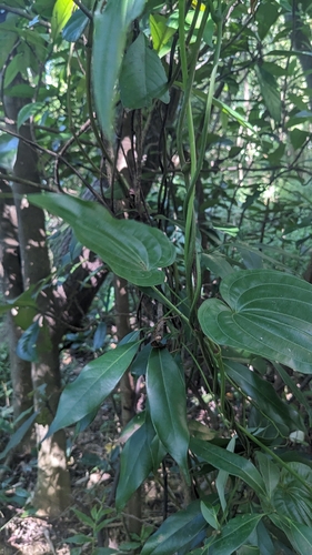 Stemona tuberosa, photograph 3