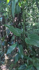 (c) 許文俊, some rights reserved (CC BY-SA) Stemona tuberosa, photograph (c) 許文俊, some rights reserved (CC BY-SA)