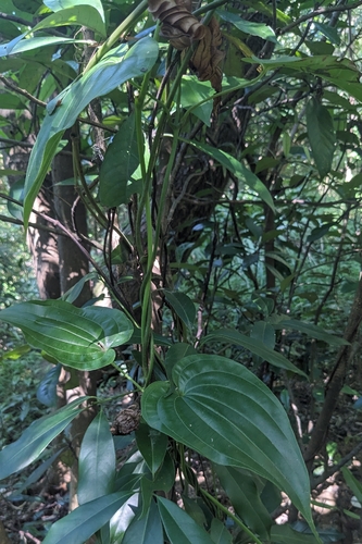 Stemona tuberosa, photograph 5