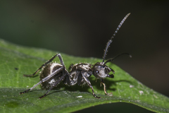 Polyrhachis proxima
