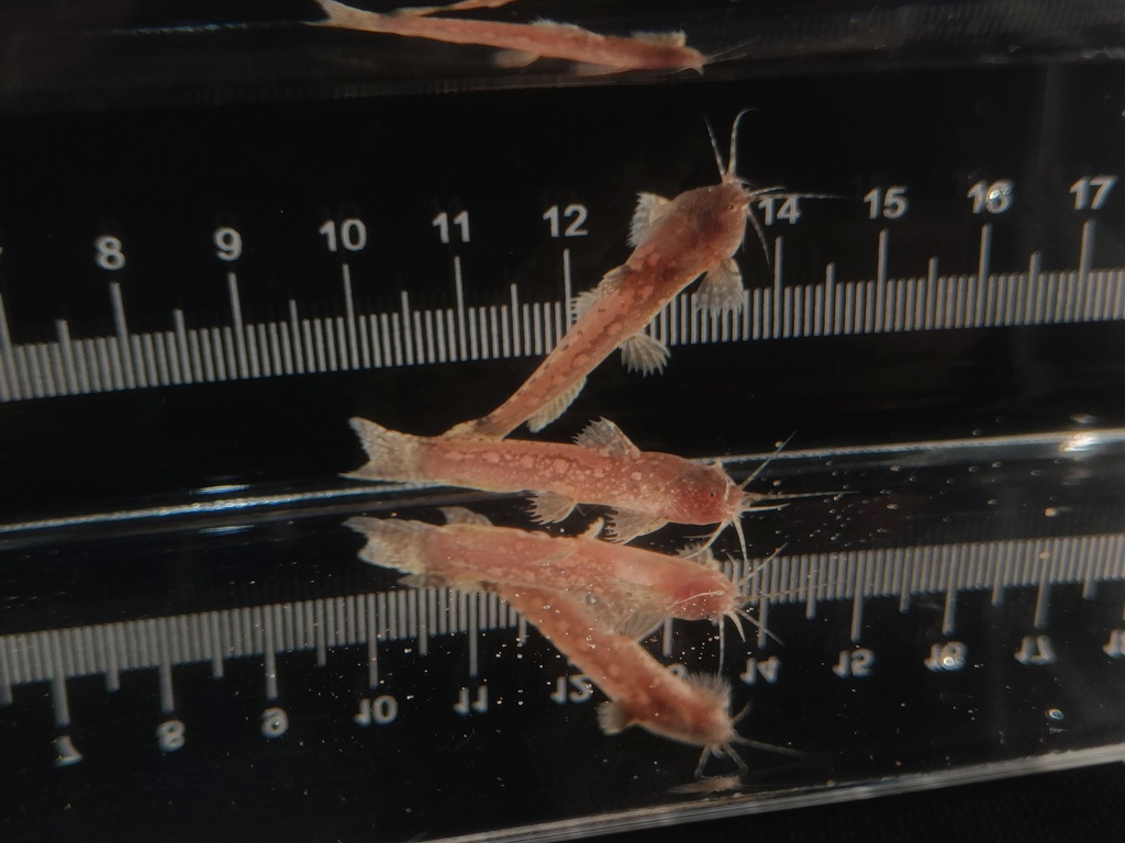Longnose Little Warty Catfish