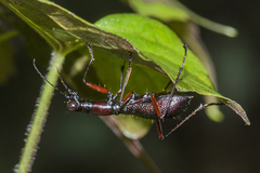 Tricondyla macrodera