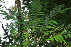 Ailanthus triphysa, photograph (c) Greg Tasney, some rights reserved (CC BY-SA)