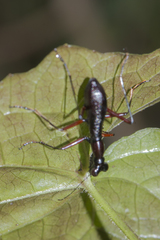 Tricondyla macrodera