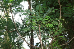 Ailanthus triphysa, photograph (c) Greg Tasney, some rights reserved (CC BY-SA)