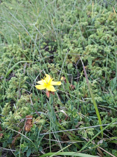 Hypericum richeri, photograph 2