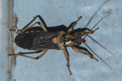 Lestomerus sanctus