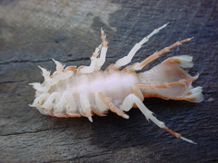 Syscenus infelix