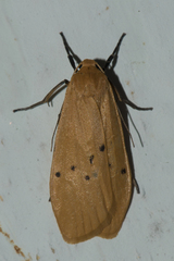 Macotasa orientalis
