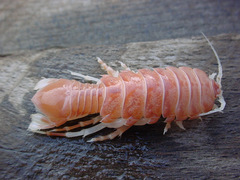 Syscenus infelix
