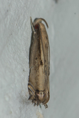 Idiophantis