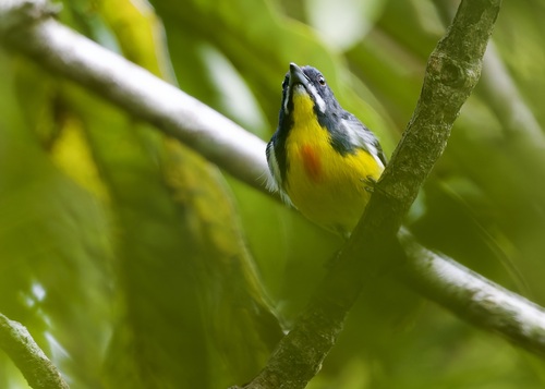 Prionochilus plateni observed 2026-07-04