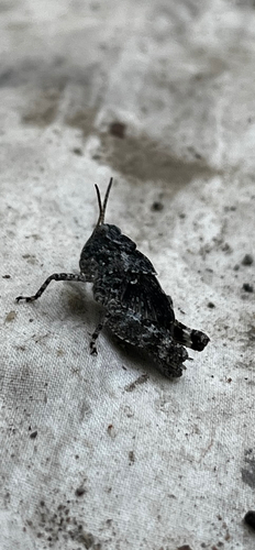 Carolina Grasshopper