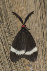 Pidorus