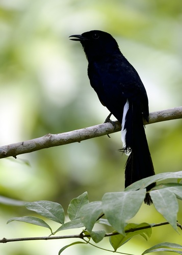 Copsychus niger observed 2026-07-04
