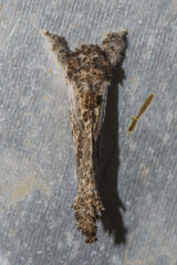 Indarbela