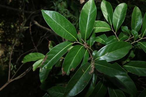 Diospyros fasciculosa, photograph 2