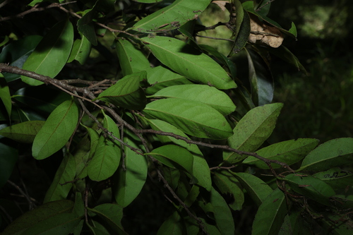 Diospyros fasciculosa, photograph 3