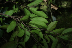 Diospyros fasciculosa, photograph (c) Greg Tasney, some rights reserved (CC BY-SA)