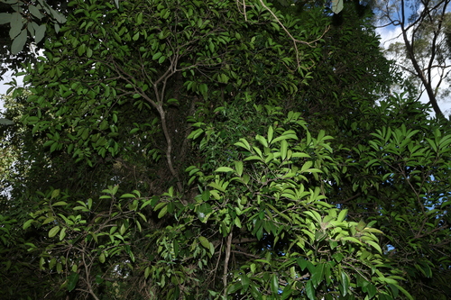 Diospyros fasciculosa, photograph 4