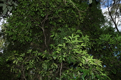 Diospyros fasciculosa, photograph (c) Greg Tasney, some rights reserved (CC BY-SA)