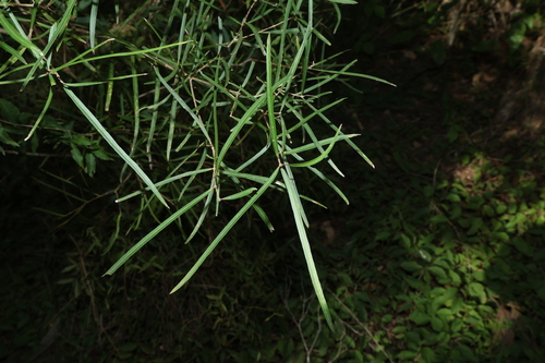 Notelaea lloydii, 2026-07-15