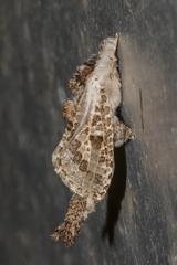 Indarbela