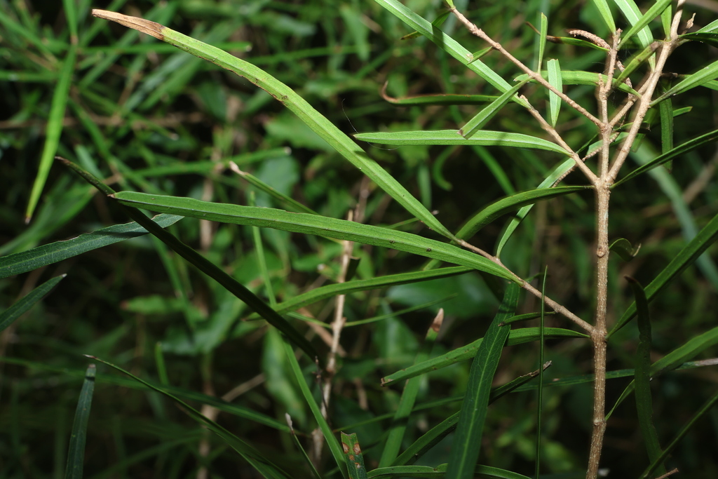 Notelaea lloydii; photograph (c) Greg Tasney, some rights reserved (CC BY-SA)