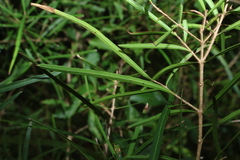 Notelaea lloydii