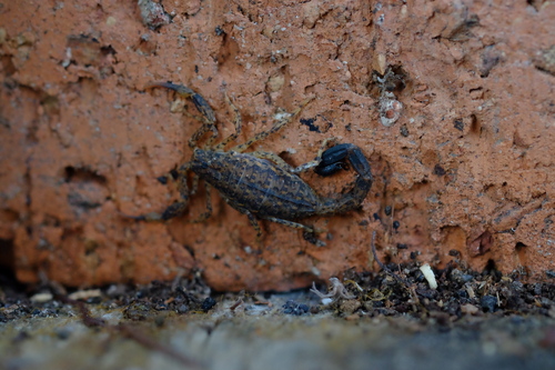 Little Marbled Scorpion