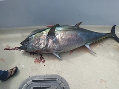 Thunnus orientalis