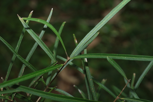 Notelaea lloydii, photograph 1