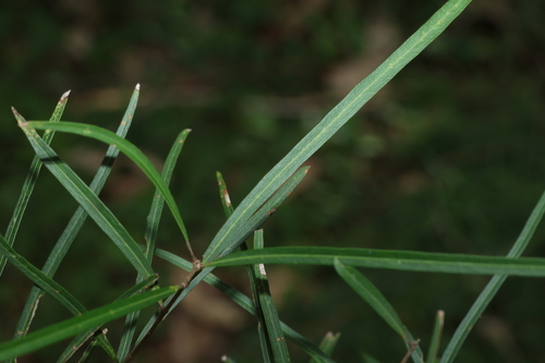 Notelaea lloydii, photograph 2