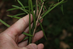 Notelaea lloydii, photograph (c) Greg Tasney, some rights reserved (CC BY-SA)