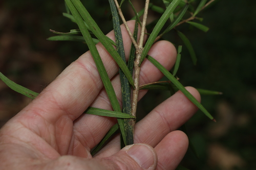 Notelaea lloydii, photograph 5