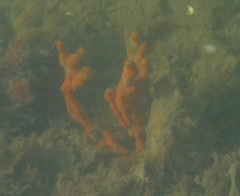 Clathria prolifera